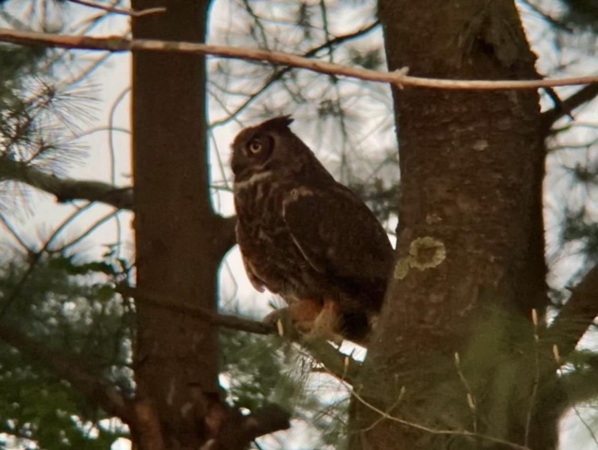 Great Horned Owl - ML618665654