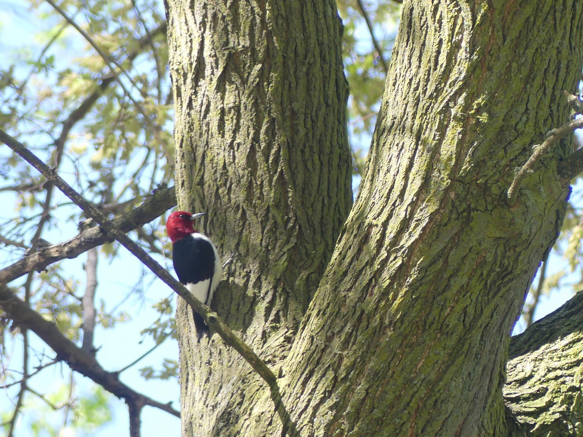 Red-headed Woodpecker - ML618665692