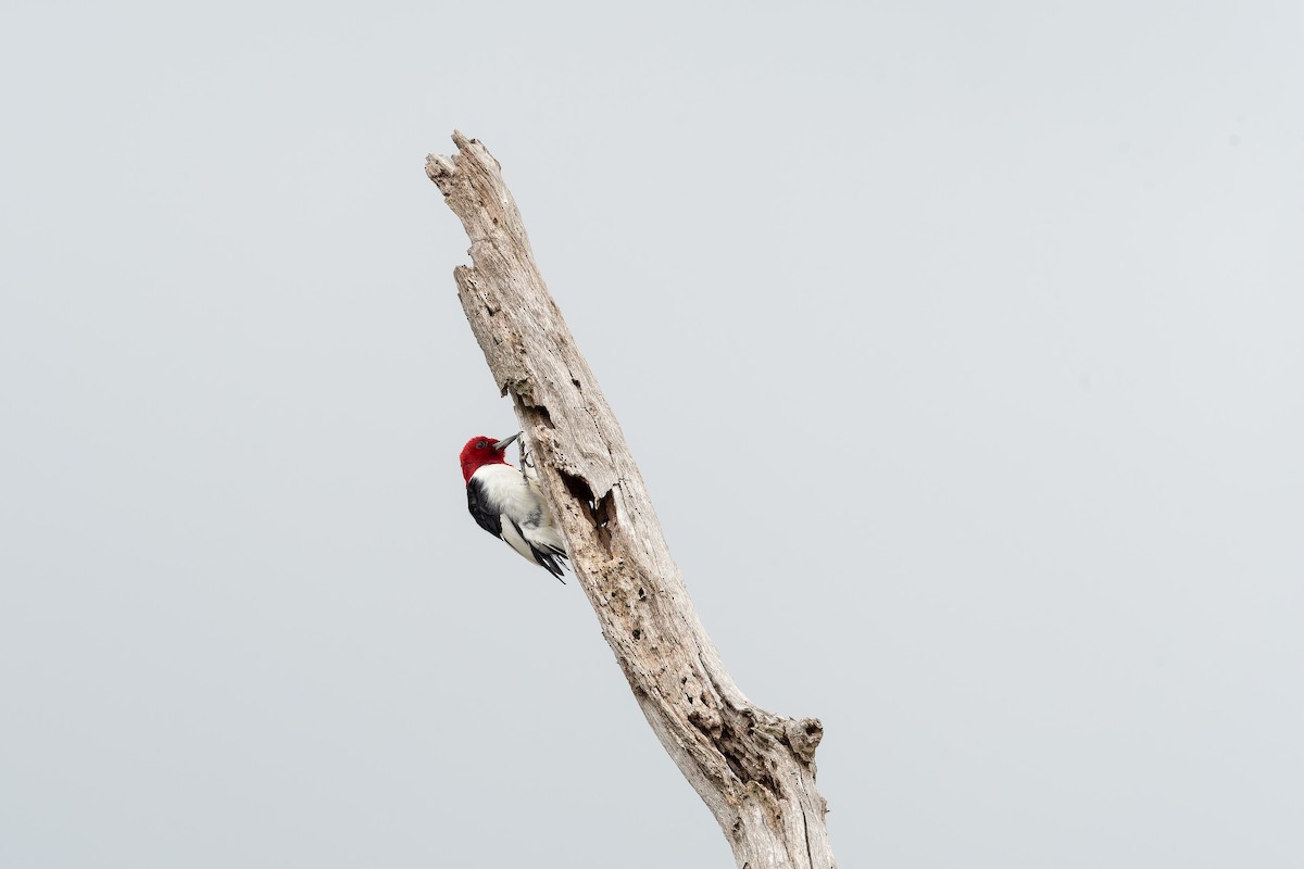 Red-headed Woodpecker - Léo Veyrunes