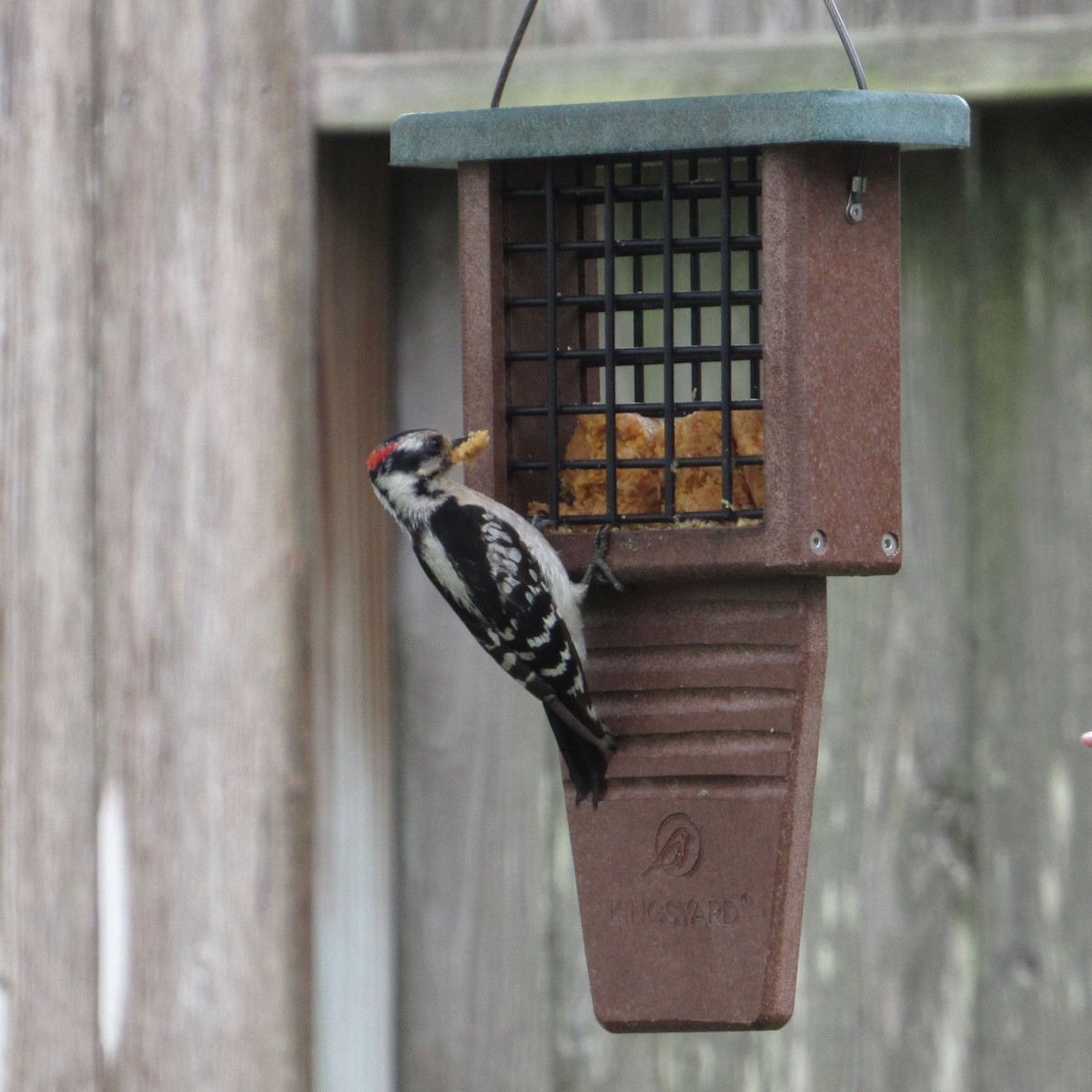 Downy Woodpecker - ML618665706
