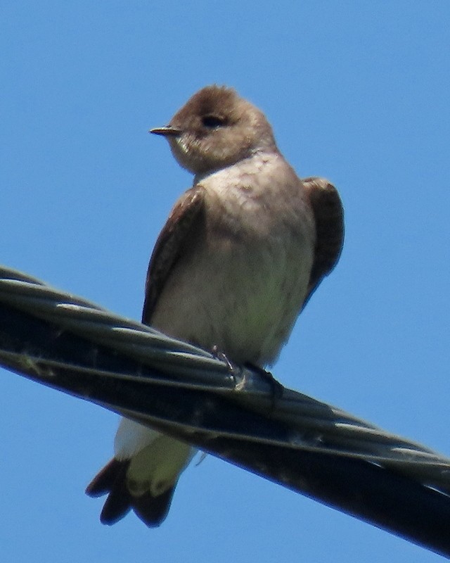 Northern Rough-winged Swallow - ML618665711