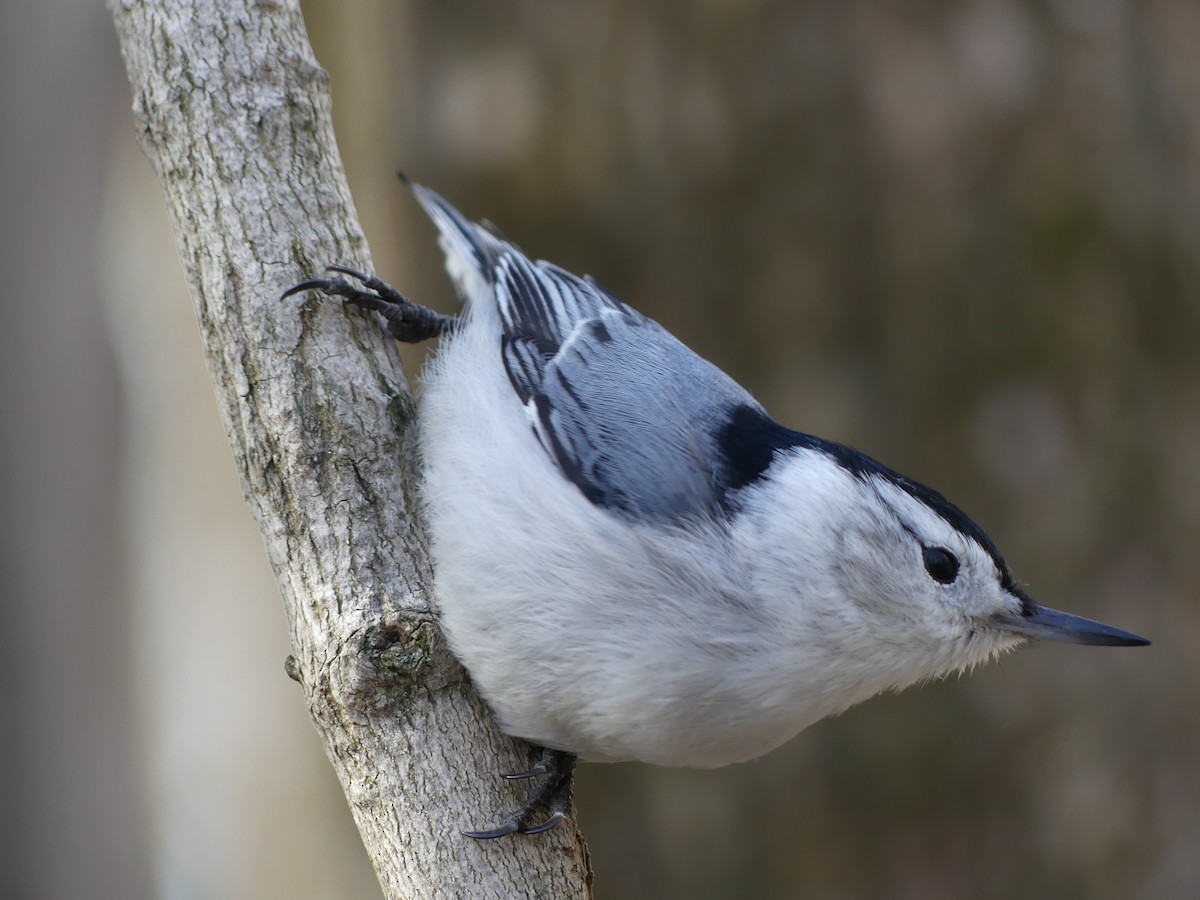 White-breasted Nuthatch - ML618665713