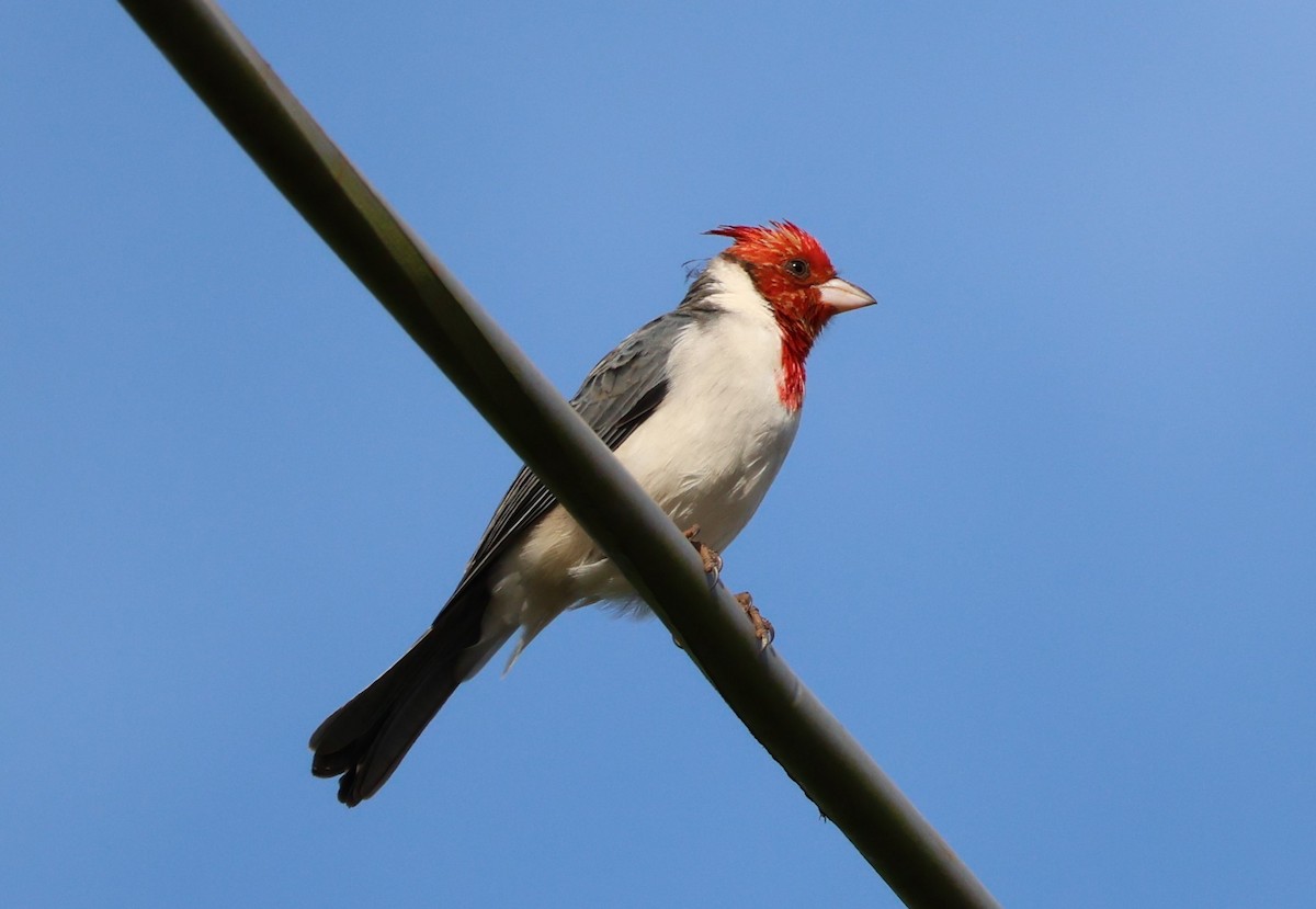 Red-crested Cardinal - ML618665723