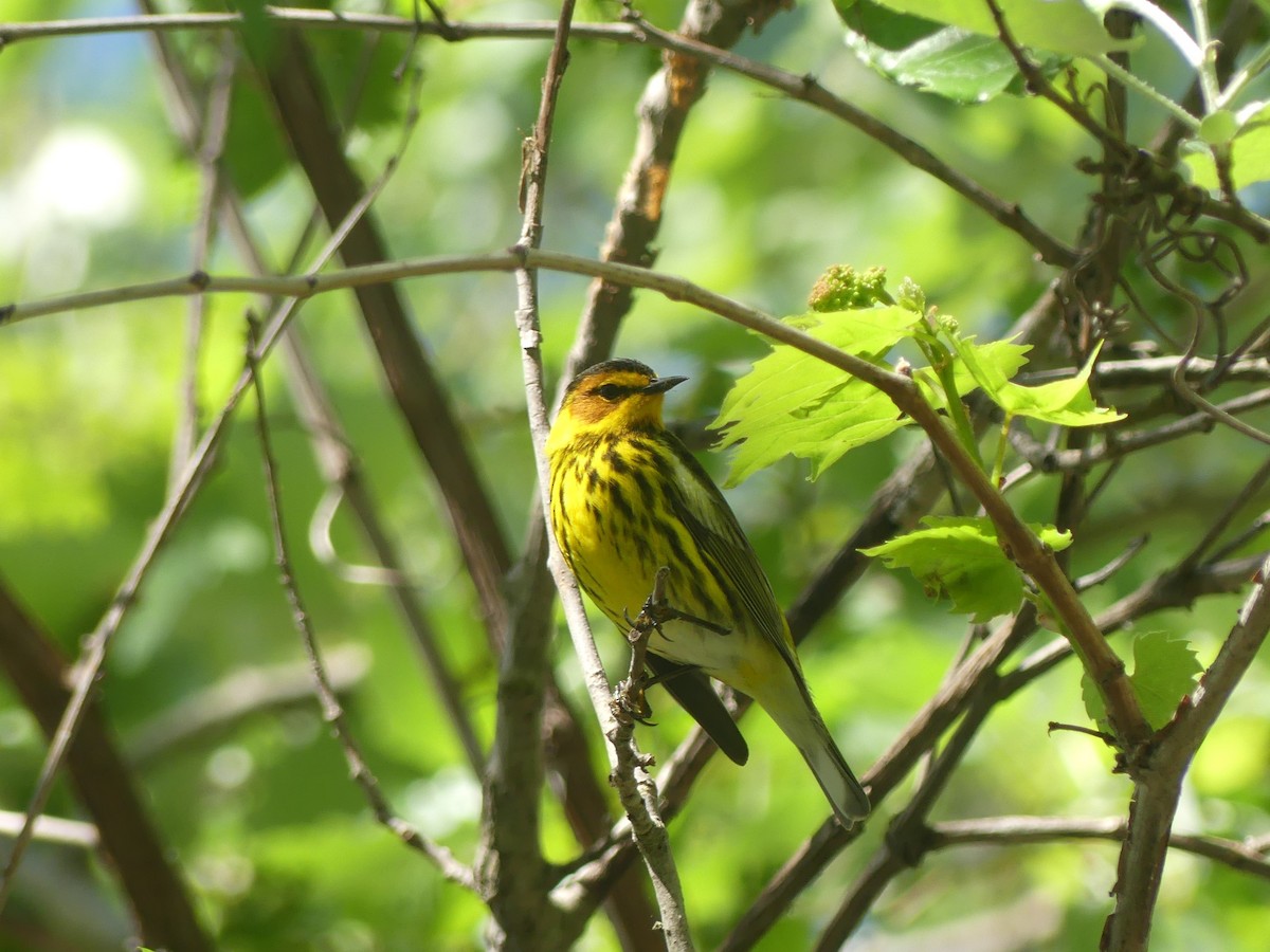 Cape May Warbler - ML618665730