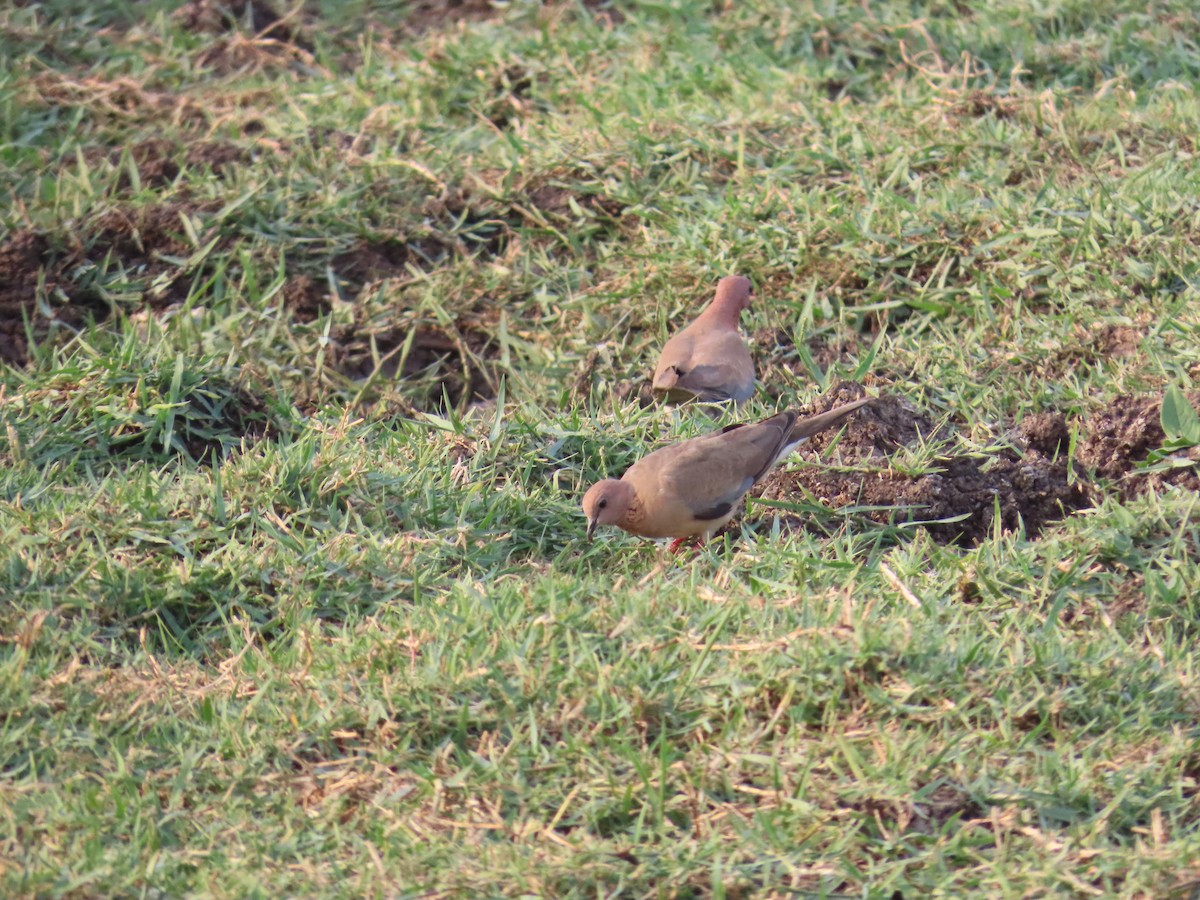 Laughing Dove - ML618665736