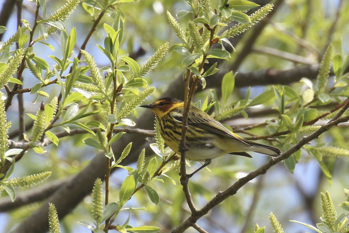 Cape May Warbler - ML618665745