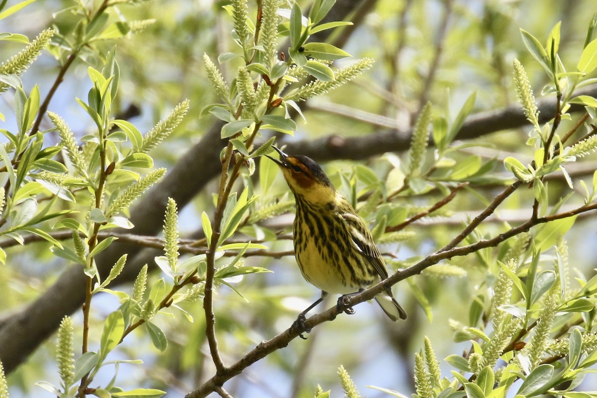 Cape May Warbler - ML618665778