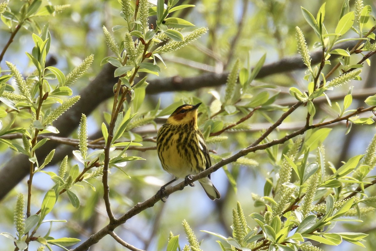 Cape May Warbler - ML618665779