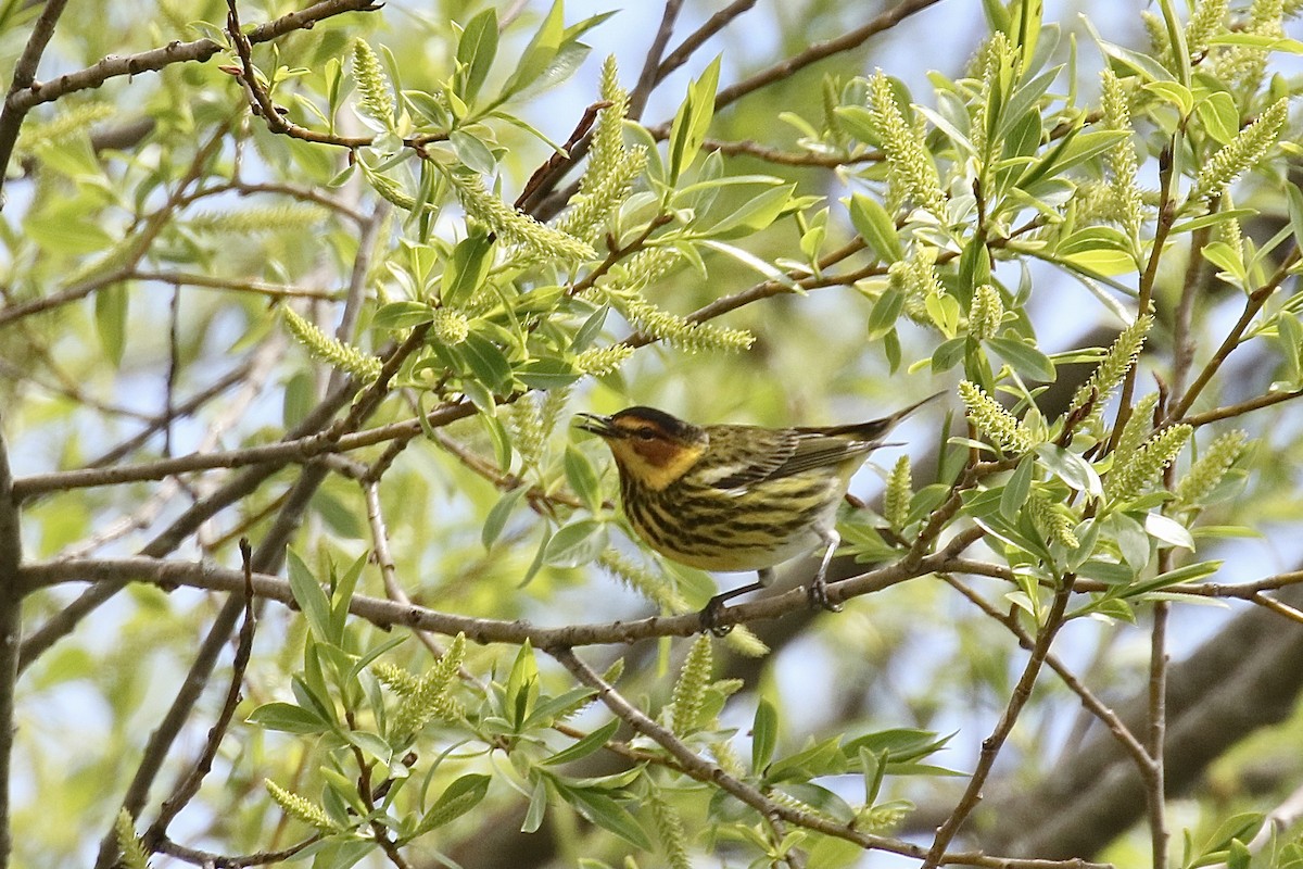 Cape May Warbler - ML618665780