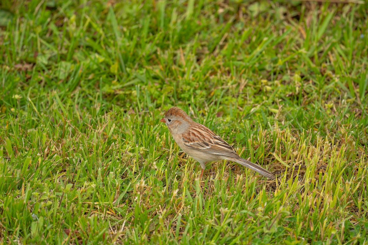 Field Sparrow - ML618665787