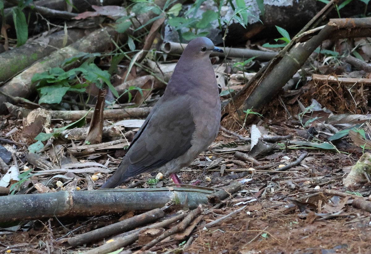 Gray-fronted Dove - ML618665804