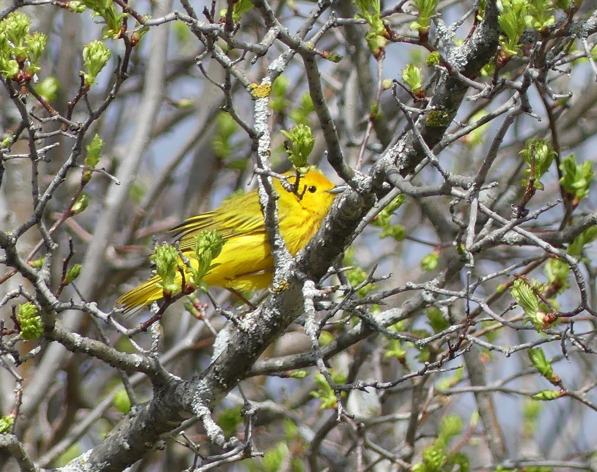 Yellow Warbler - Christian grenier Krisskinou