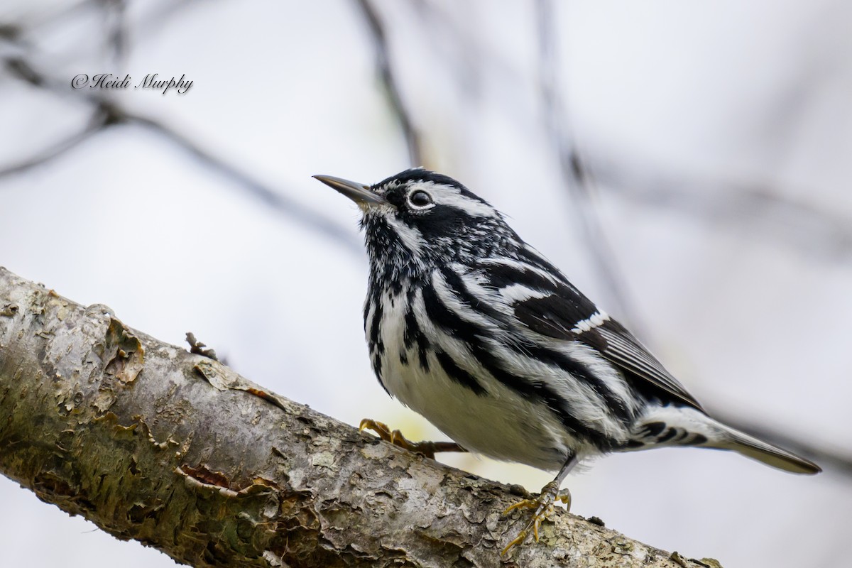 Black-and-white Warbler - ML618665855