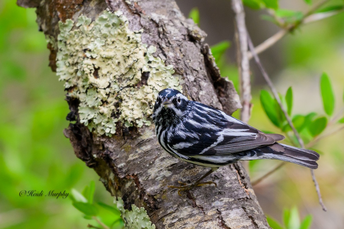 Black-and-white Warbler - ML618665856