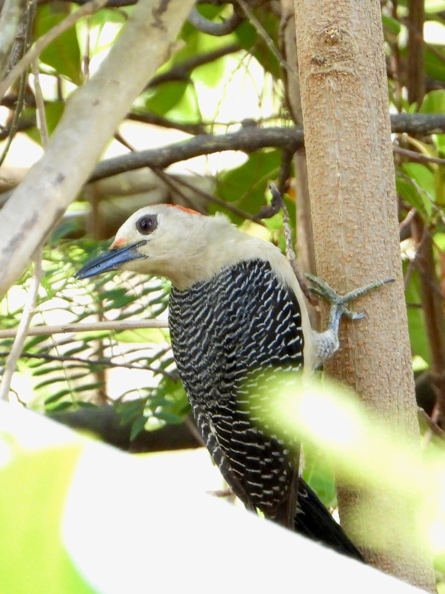Golden-fronted Woodpecker (Velasquez's) - ML618665863
