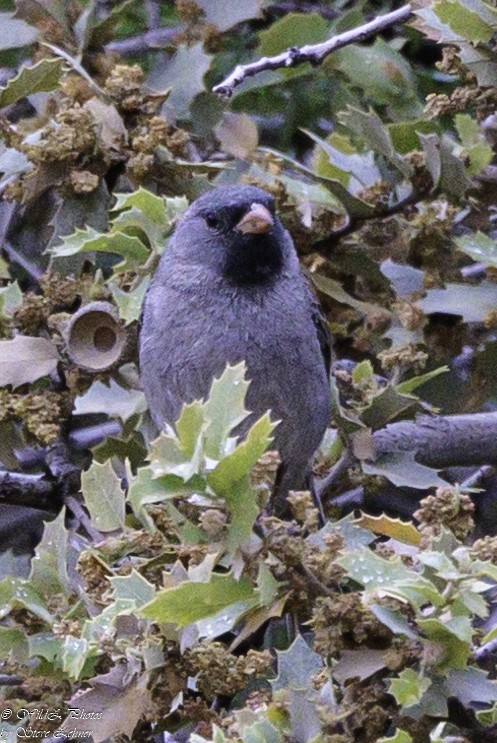 Black-chinned Sparrow - Steve Zehner