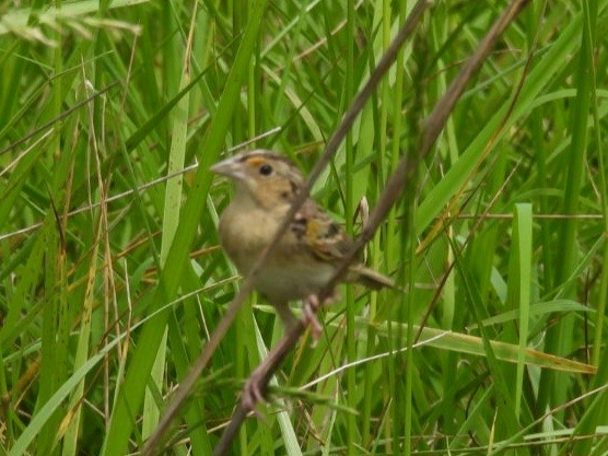 Grasshopper Sparrow - ML618665881