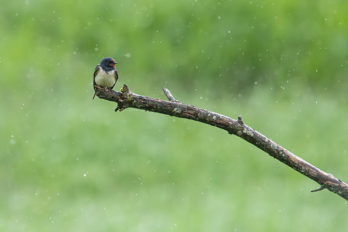 Barn Swallow (White-bellied) - ML618665896