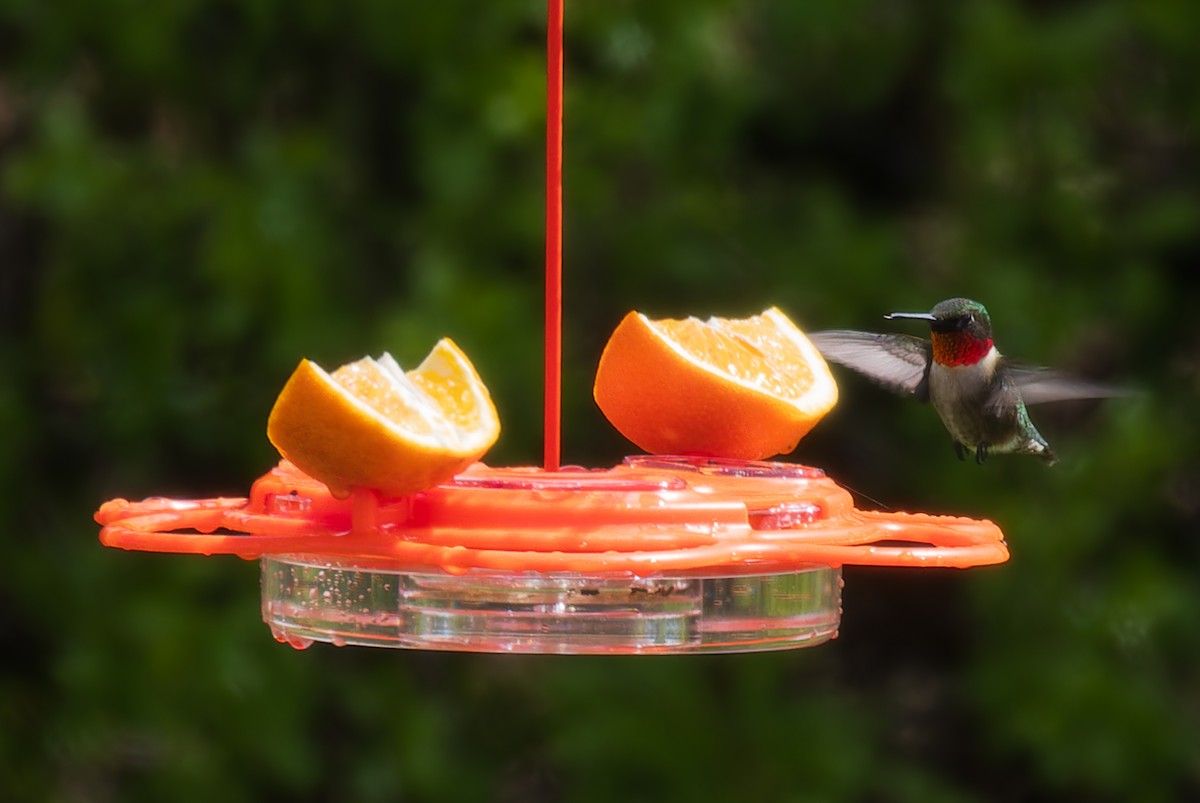 Ruby-throated Hummingbird - David LeBlanc