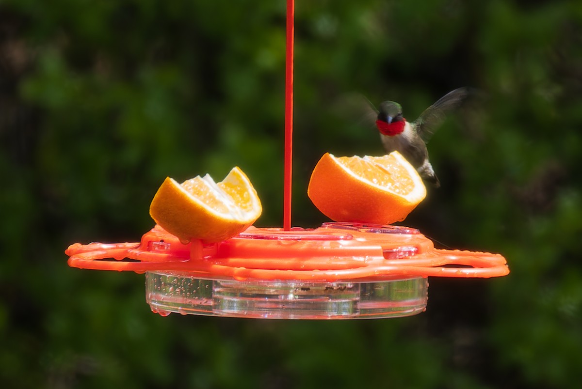 Ruby-throated Hummingbird - ML618665906