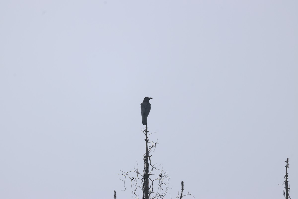 Large-billed Crow (Large-billed) - ML618665913