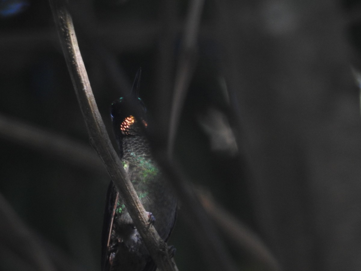 kolibřík brazilský - ML618665938