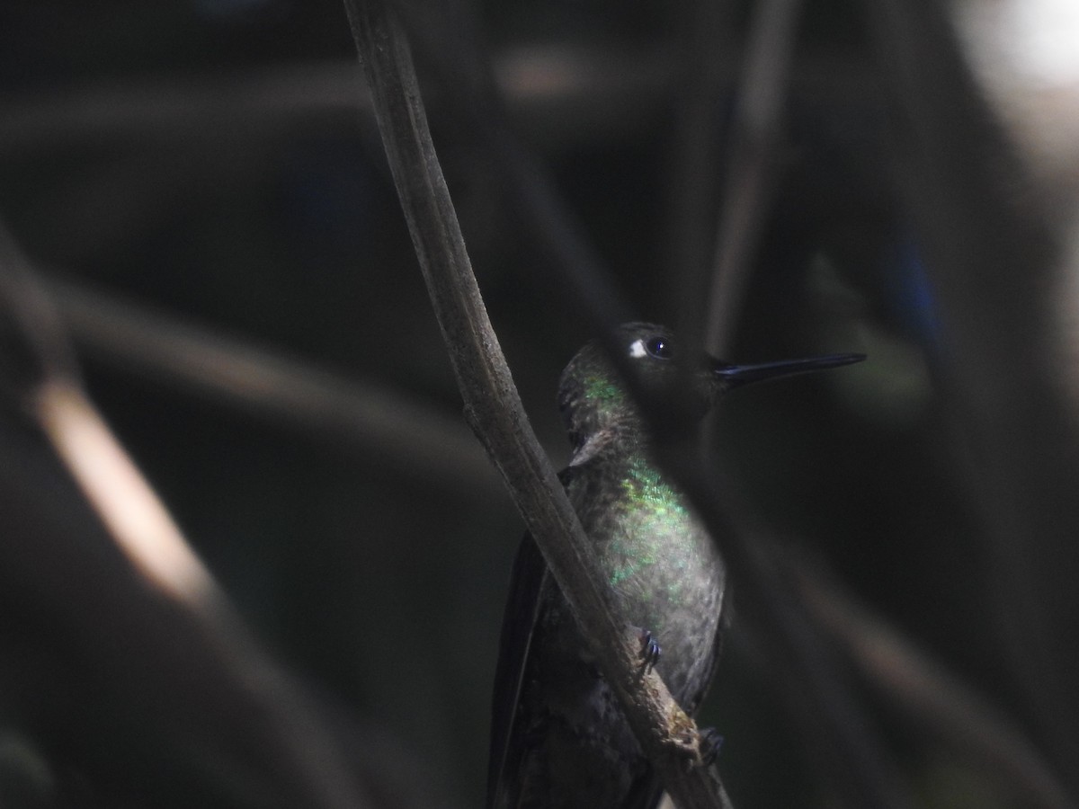 kolibřík brazilský - ML618665939