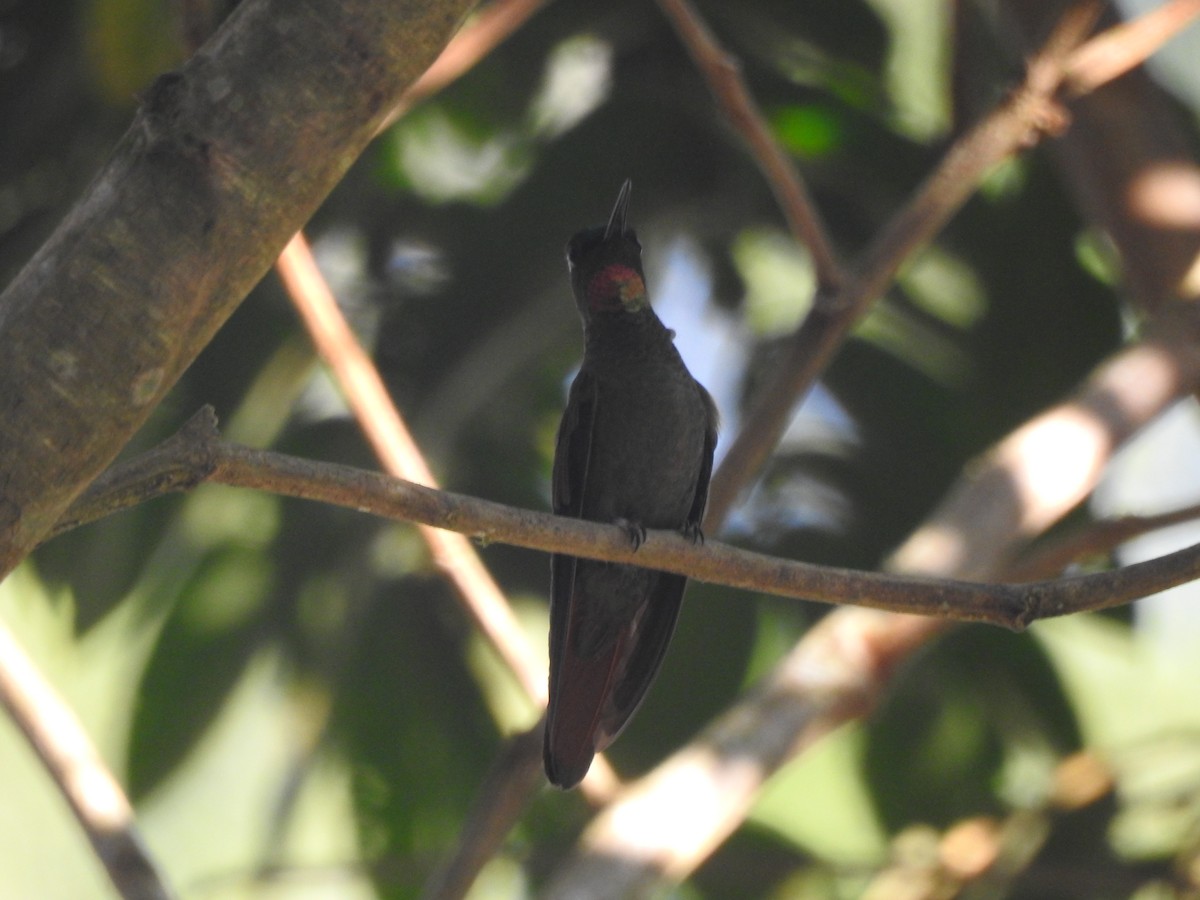 kolibřík brazilský - ML618665940