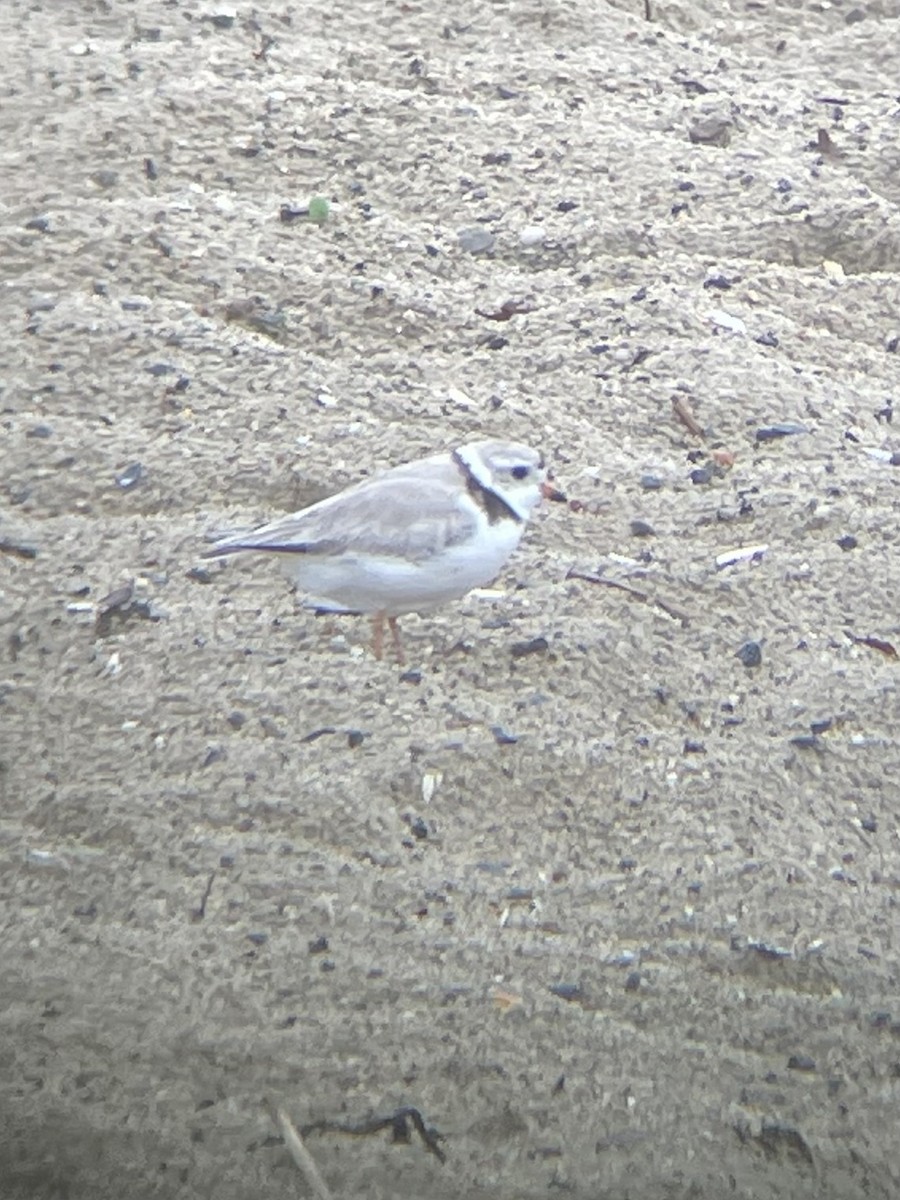 Piping Plover - ML618666008