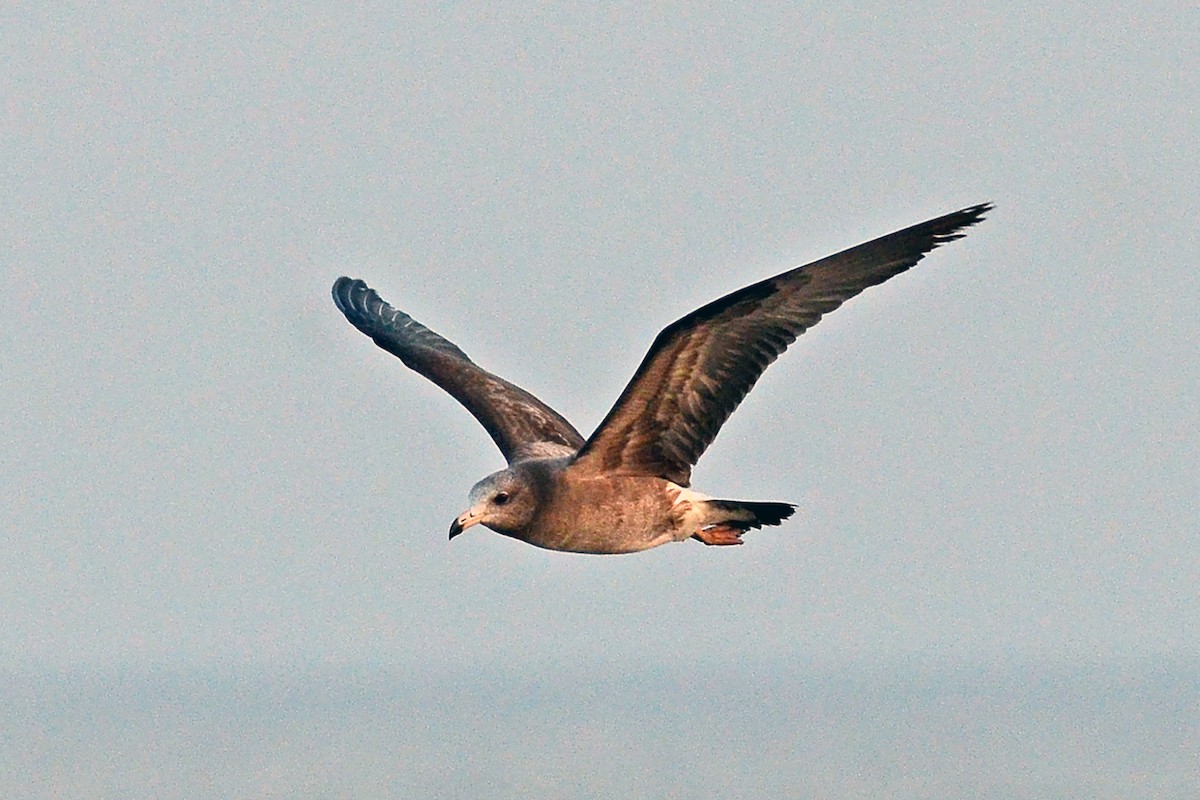 Black-tailed Gull - ML618666014