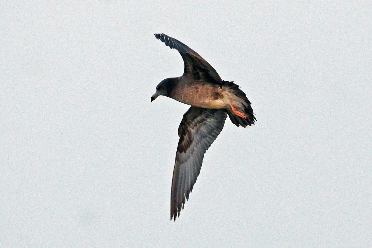 Black-tailed Gull - ML618666015
