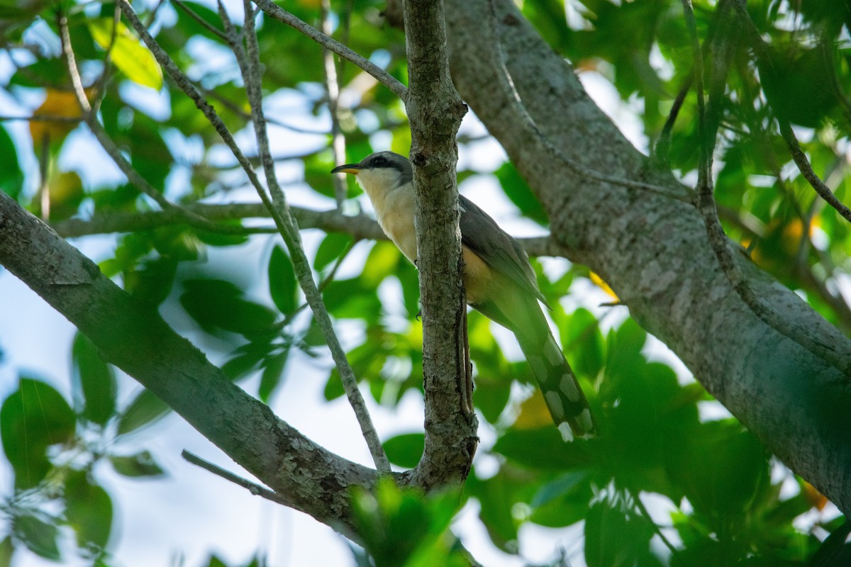 Mangrove Cuckoo - ML618666029
