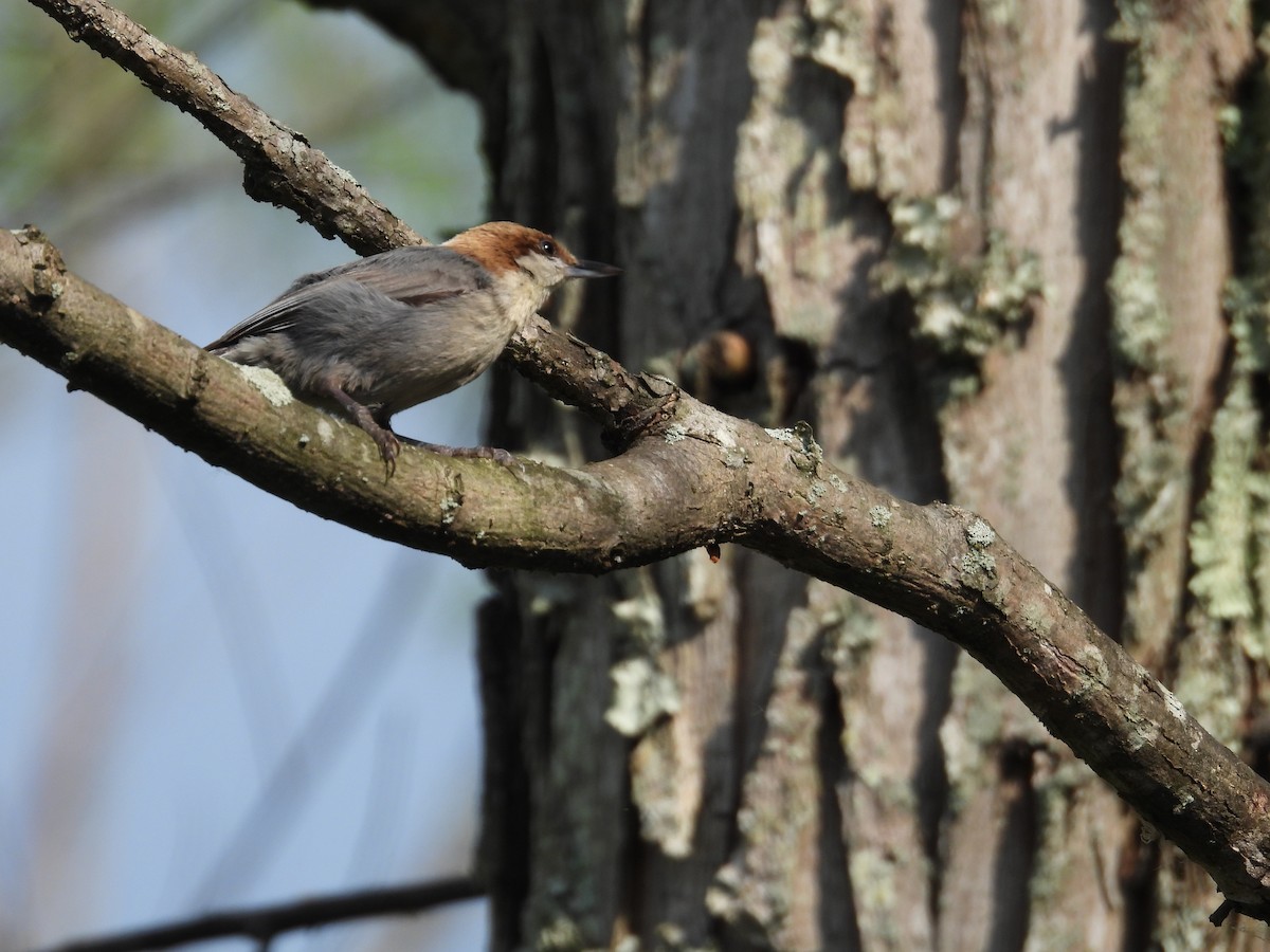 Brown-headed Nuthatch - ML618666031