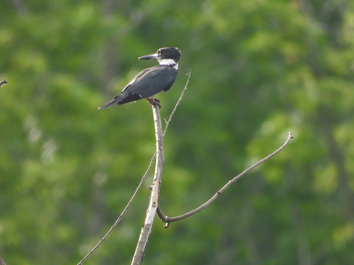 Belted Kingfisher - ML618666034