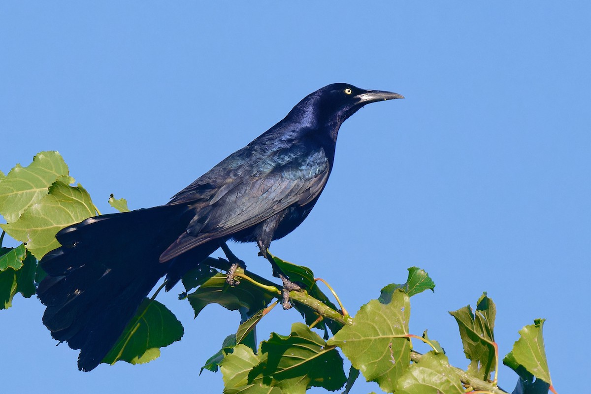 Great-tailed Grackle - ML618666035