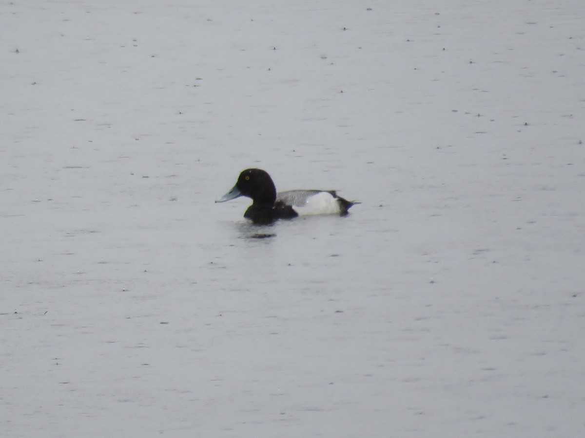 Greater Scaup - ML618666074