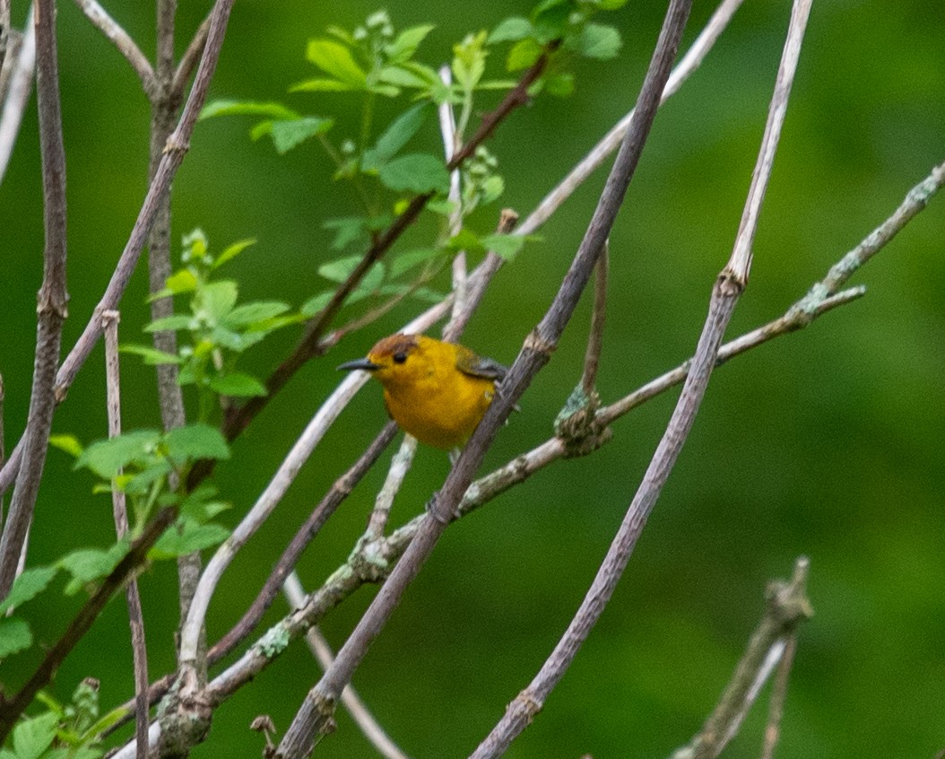 Prothonotary Warbler - Clive Harris