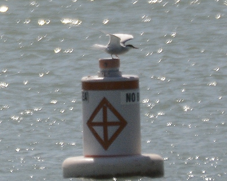 Common Tern - ML618666173
