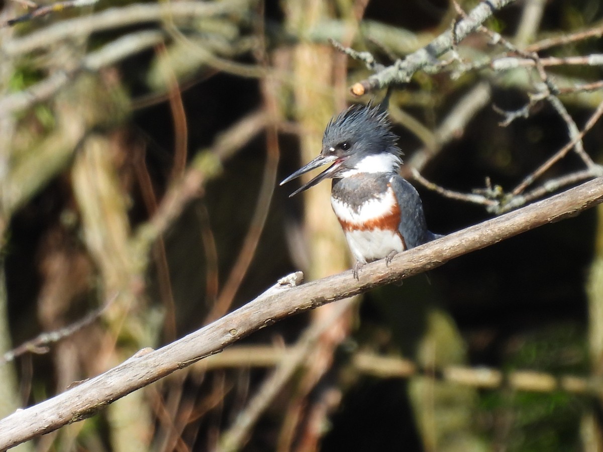Belted Kingfisher - ML618666177