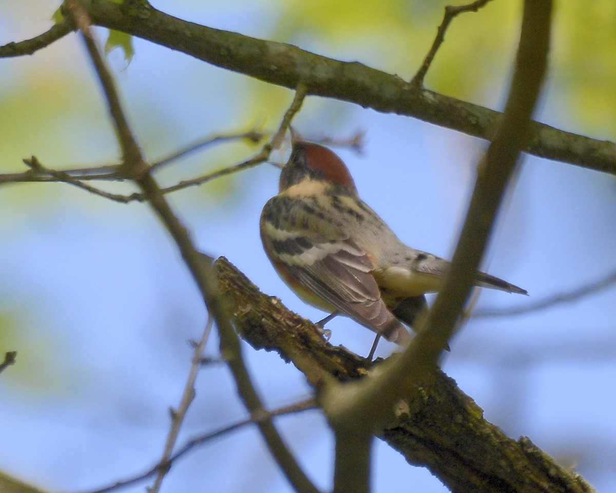 Bay-breasted Warbler - ML618666191