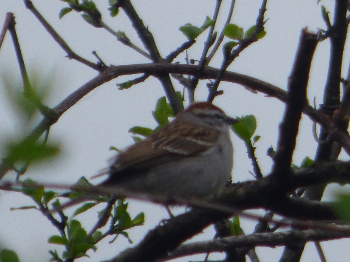 Chipping Sparrow - ML618666220
