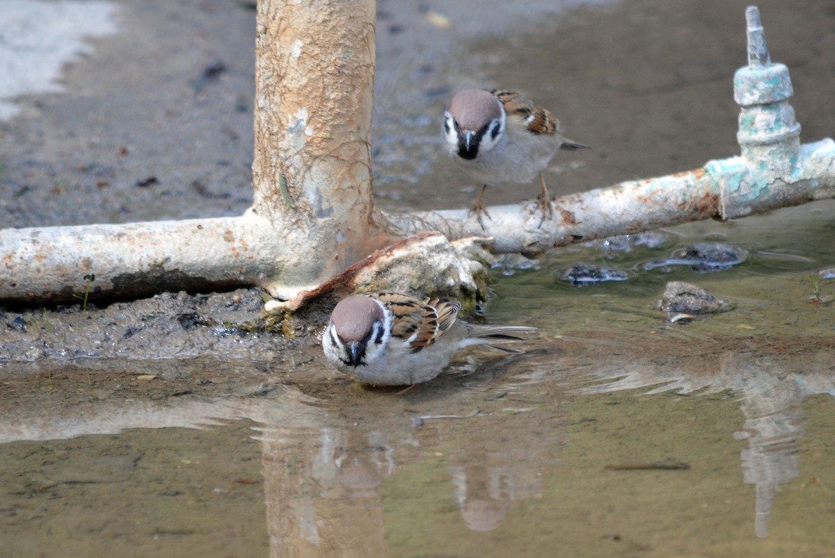 Eurasian Tree Sparrow - ML618666221