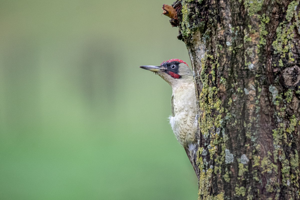 Eurasian Green Woodpecker - ML618666222
