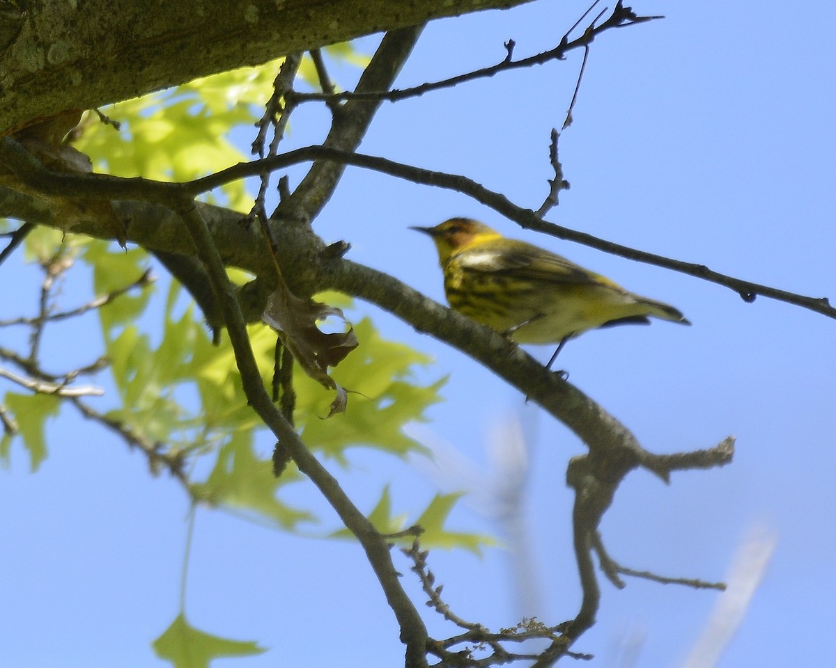 Cape May Warbler - ML618666224