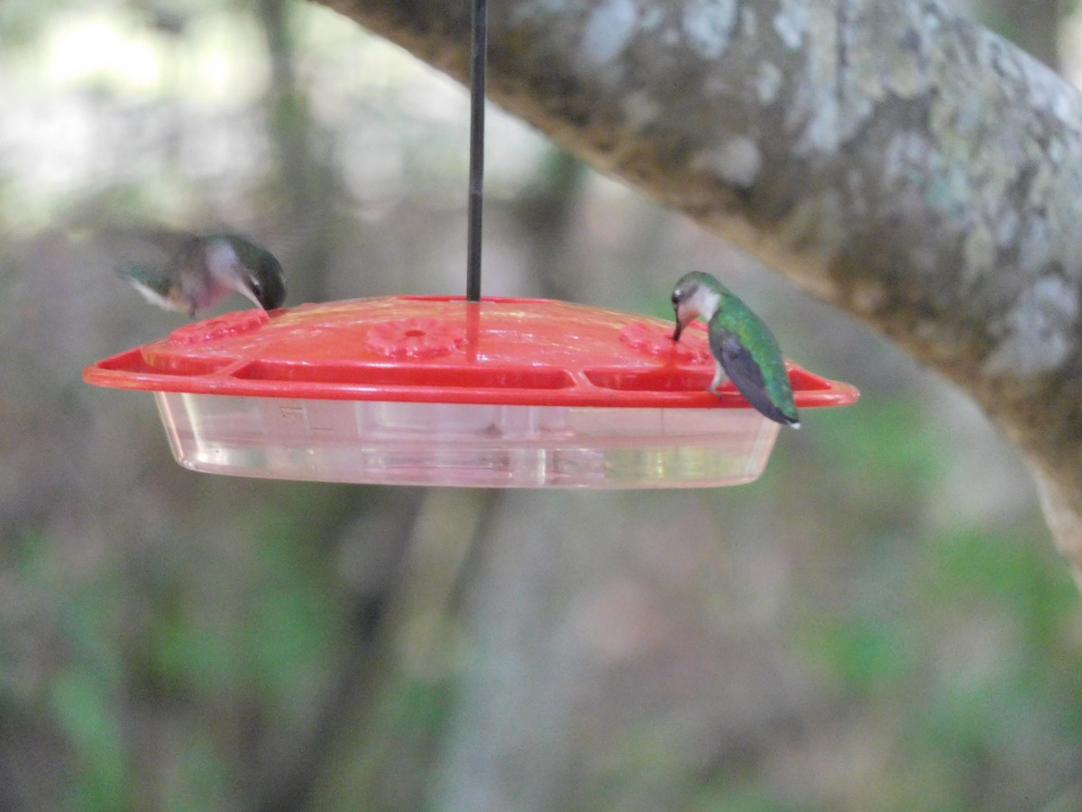 Ruby-throated Hummingbird - ML618666244