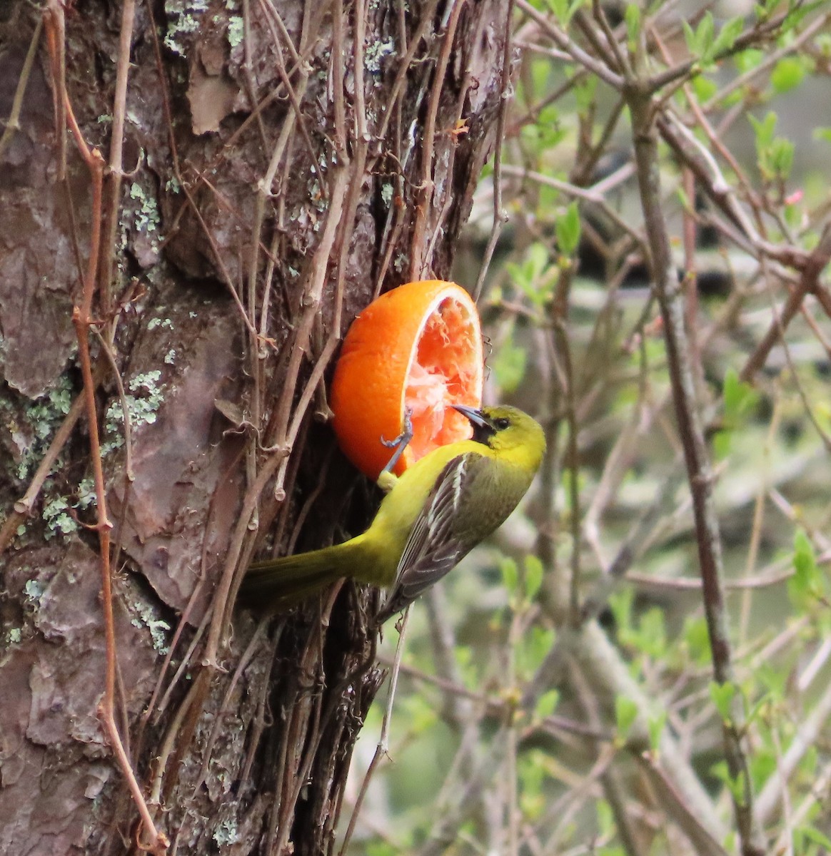 Orchard Oriole - ML618666279