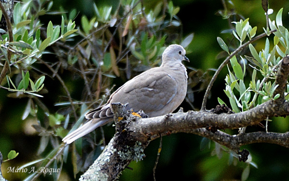 Eurasian Collared-Dove - ML618666293