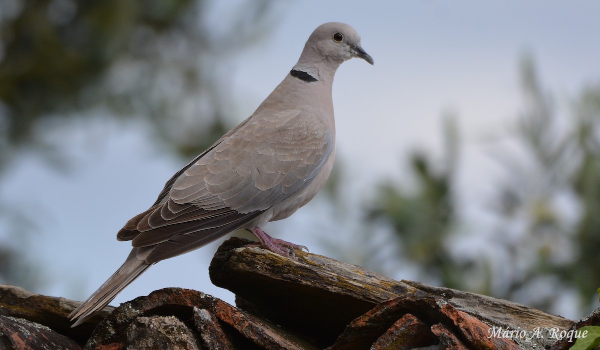 Eurasian Collared-Dove - ML618666295
