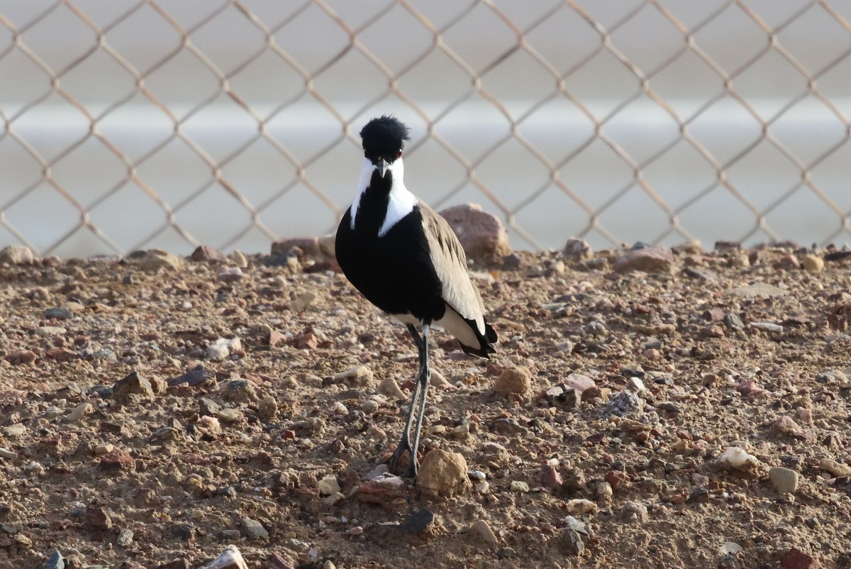 Spur-winged Lapwing - ML618666327