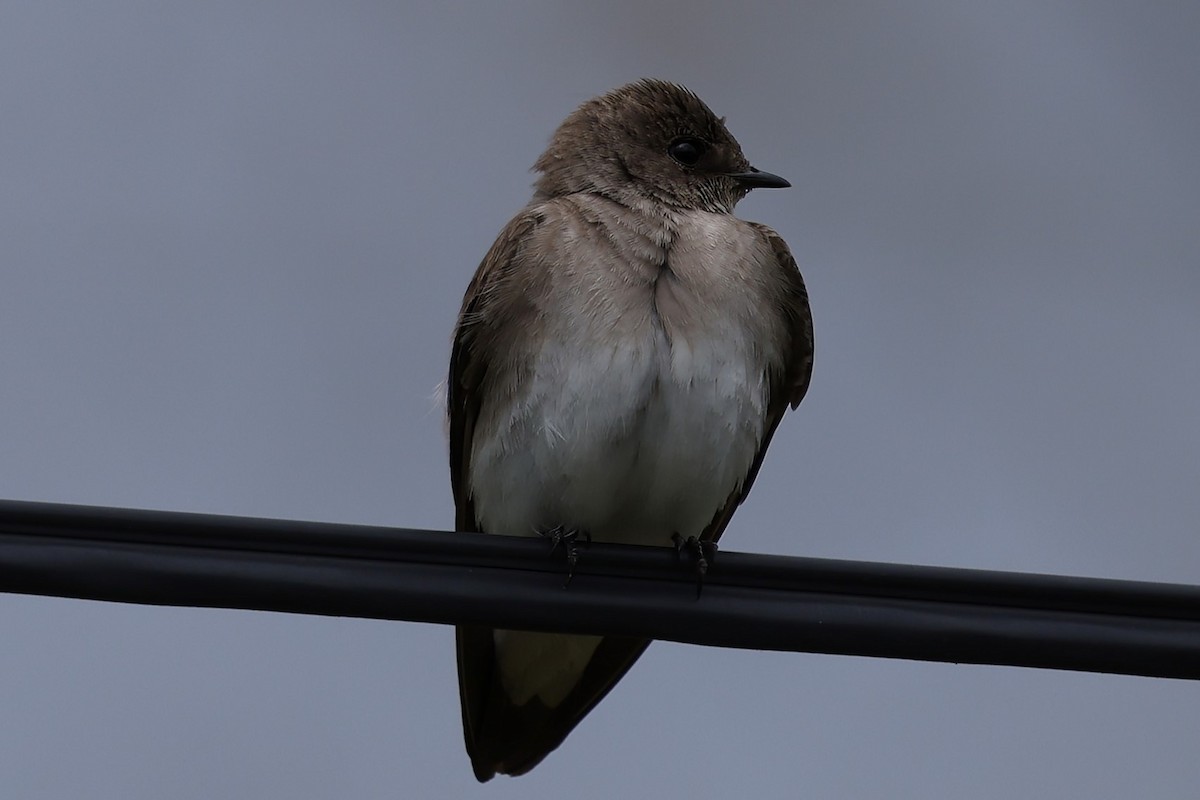 Northern Rough-winged Swallow - Donald A. Sutherland